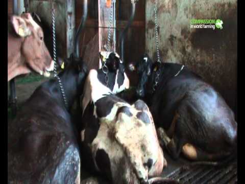 Youtube: Recherche zu Milchkühen in Europa