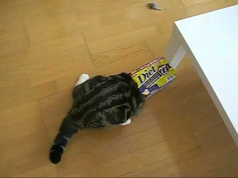 Youtube: 特訓するねこ。