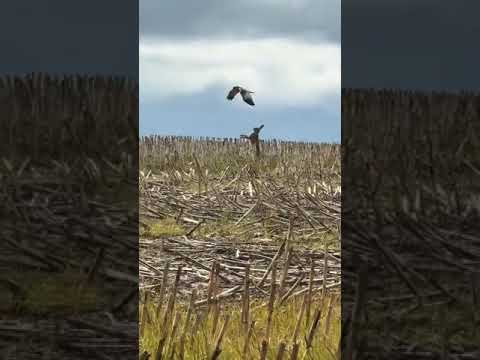 Youtube: 🐇 Brave Mother Hare Defends Her Babies from Hawk Attack