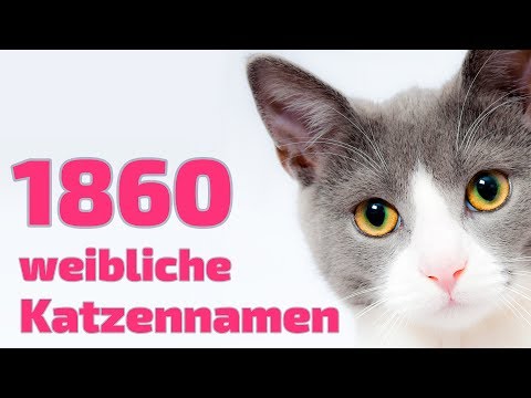 Youtube: 1860 beliebte und schöne weibliche Katzennamen   ❤ ❤ ❤