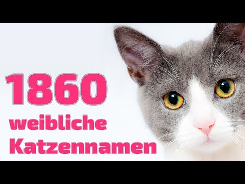 Youtube: 1860 beliebte und schöne weibliche Katzennamen ❤ ❤ ❤