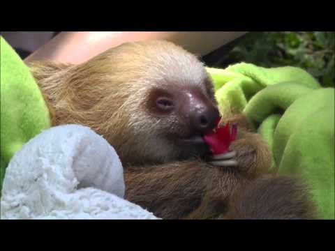 Youtube: Baby Faultier (sloth)