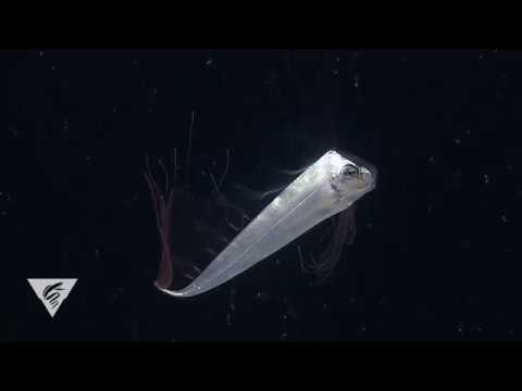 Youtube: Juvenile King of the Salmon