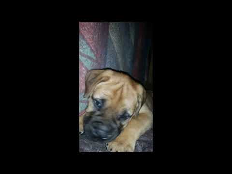 Youtube: Bullmastiff's life