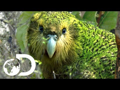 Youtube: The Strangest Parrot in the World | Modern Dinosaurs