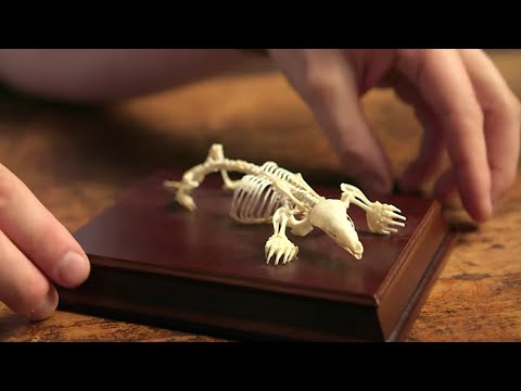 Youtube: Exploring the Mole's Bizarre Skeleton | Secrets of Bones | BBC Earth