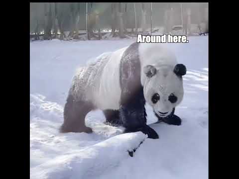Youtube: Panda Discovers Something Interesting