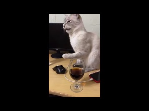Youtube: Cat Hilarious Reaction to Her First Time Trying Cola