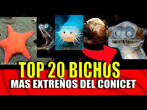 Youtube: STREAMING DEL CONICET / LOS MONSTRUOS MARINOS MAS EXTRAÑOS FILMADOS EN VIVO SORPRENDEN AL MUNDO