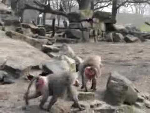Youtube: bavianen in emmen op de rots
