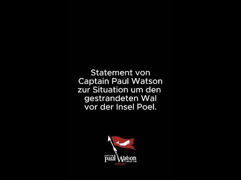 Youtube: Buckelwal vor Poel I Statement Captain Paul Watson