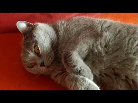 Youtube: Chartreux cat Rommy - meow