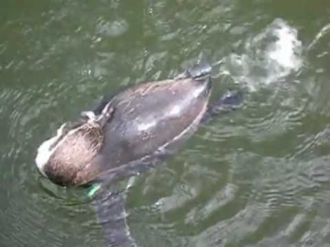Youtube: Frecher Pinguin furzt ins Wasser
