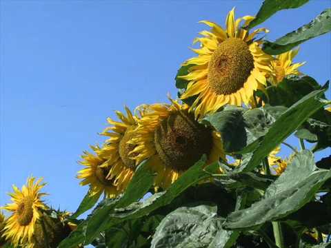 Youtube: Sonnenblumen weinen nicht