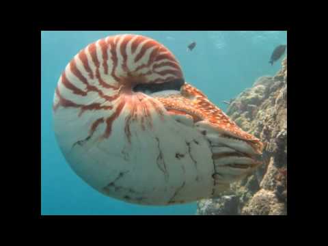 Youtube: The Chambered Nautilus