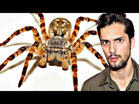 Youtube: Riesen-Spinne kommt nach Deutschland! Ist sie gefährlich?