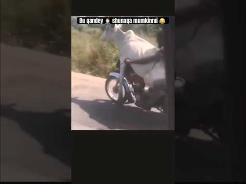 Youtube: Bozordan qaytyabdimi 😂 #uzb #azob #duet #dance #love #blackpink #rekkkkkk #edit #automobile #funny