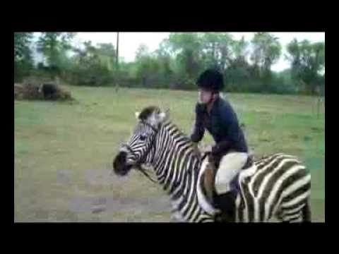 Youtube: Zack the Zebra Jumping