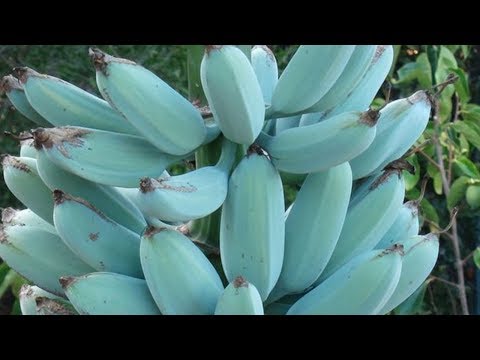 Youtube: Diese seltenen blauen Bananen schmecken wie Vanilleeis!