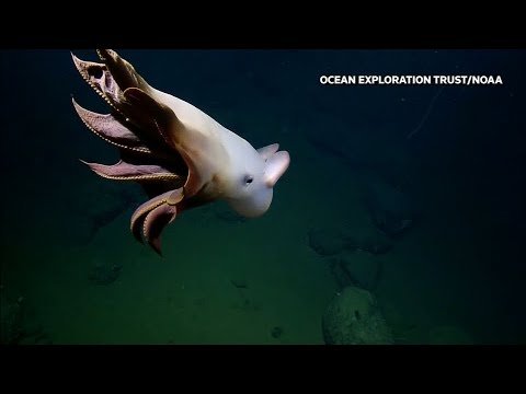 Youtube: Forscher entdecken „Dumbo-Oktopus“