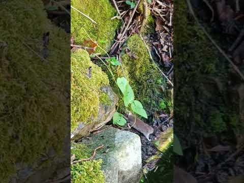 Youtube: Spitzmaus trinkt aus dem Teich #tiervideo #naturvideo #wildlife #shorts #short #spitzmaus
