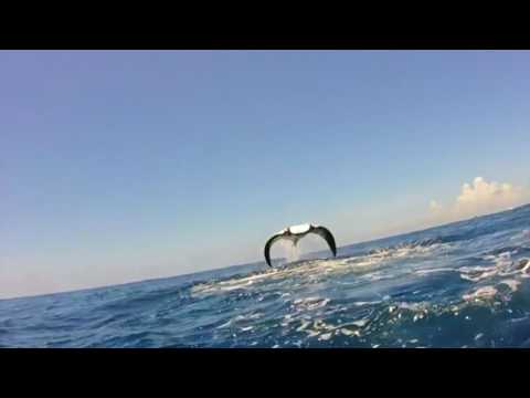 Youtube: Manta Ray Breaching
