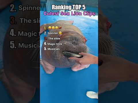 Youtube: TOP 5 Cutest Sea Lion clips