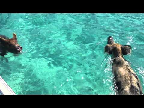 Youtube: Schwimmende Schweine auf den Bahamas (sozusagen echte "Meerschweine") <i class=