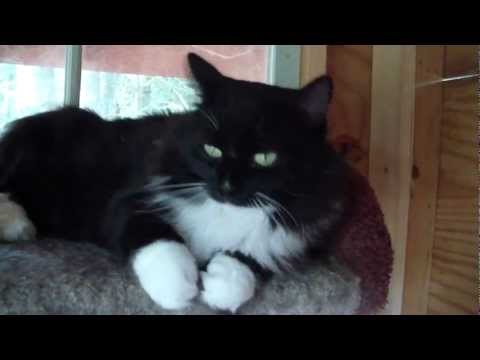 Youtube: Barn Cat Killing Spree* WARNING GRAPHIC IMAGES*