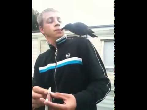 Youtube: un corbeau lui vole son petard