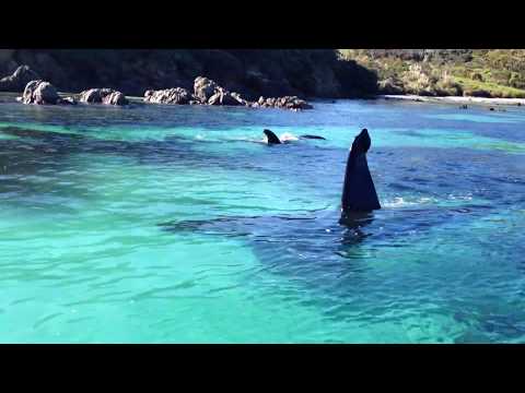 Youtube: Beautiful Orcas in New Zealand