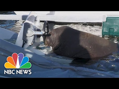 Youtube: Sunbathing Walrus Sinks Boats In Norway