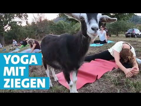 Youtube: Yoga mit Ziegen - eine besondere Art der Entspannung