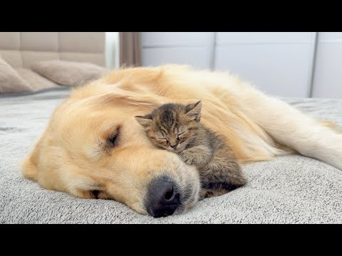Youtube: This Giant Golden Retriever and Tiny Kitten Share the Sweetest Bond Ever!