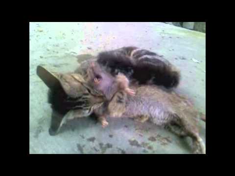 Youtube: cat slaughter rat. WHAT CATS SHOULD DO!