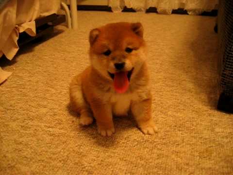 Youtube: Ichi the Bitchy (Bali Hai Shibas)