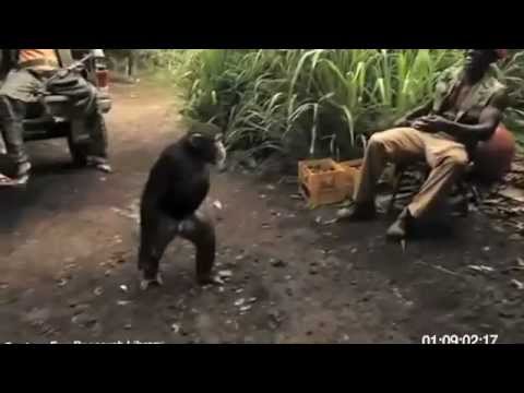 Youtube: Monkey With AK-47 Full video