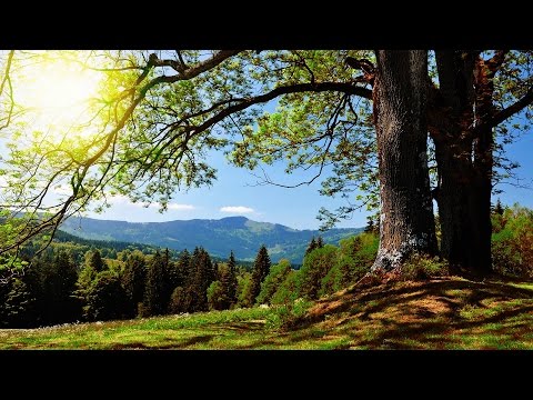 Youtube: Ronny - Es war im Böhmerwald