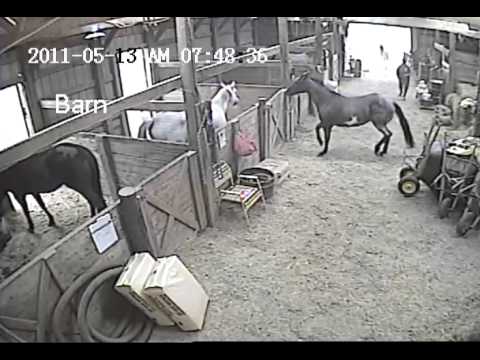 Youtube: Woman getting kicked by horse, Jukin Media Verified (Original)