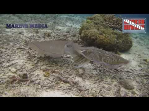 Youtube: Similan Islands - Cutlefish mating