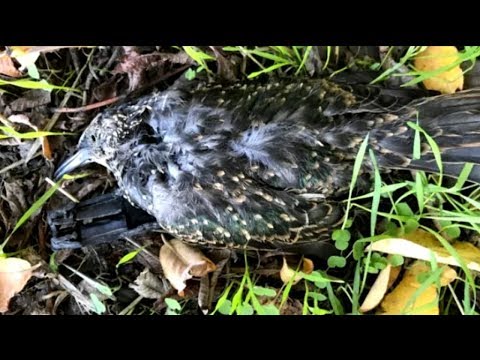 Youtube: Dozens of birds fall dead from the sky in in mysterious 'mortality event'