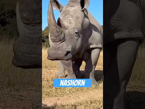 Youtube: Das Nashorn – drei Tonnen Panzer mit Haarknoten