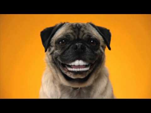 Youtube: Pedigree Dentastix DoggyDentures TV Spot