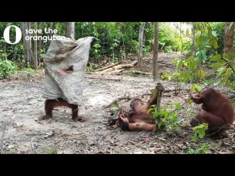 Youtube: Hilarious orangutan does everything to get his friends attention