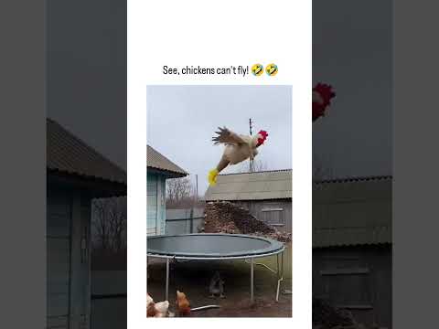 Youtube: When a chicken discovers the trampoline 😂🐔