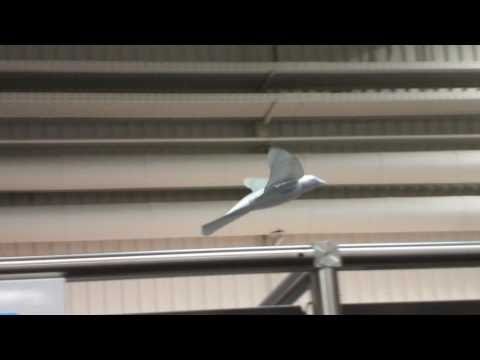 Youtube: Flying Festo Smartbird 1080p Hannover Messe 2011
