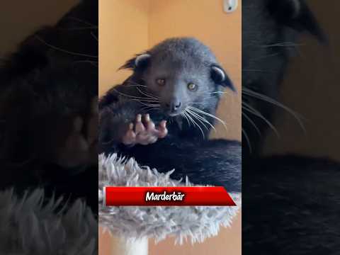 Youtube: Marderbär – das Tier, das nach Popcorn pinkelt