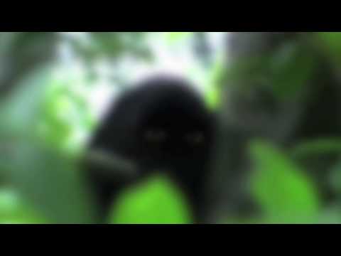 Youtube: Bigfoot or Demon ghost caught on tape Sintra, Portugal - Pena Palace June 2010