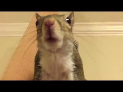 Youtube: Squirrel Chirping and Barking