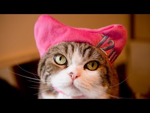 Youtube: まるです１２。-I am Maru 12.-